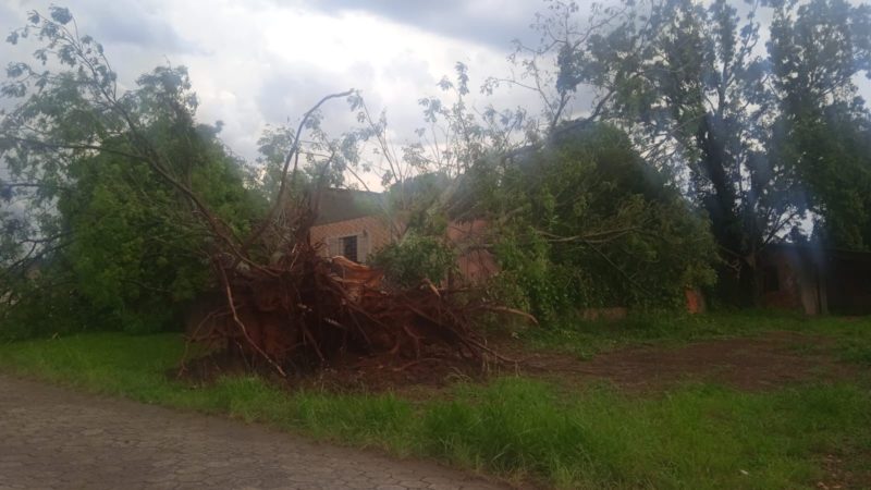 Árvores caíram em Forquilhinha com a força do vento. Também houve registro de granizo &#8211; Foto: Divulgação/ND