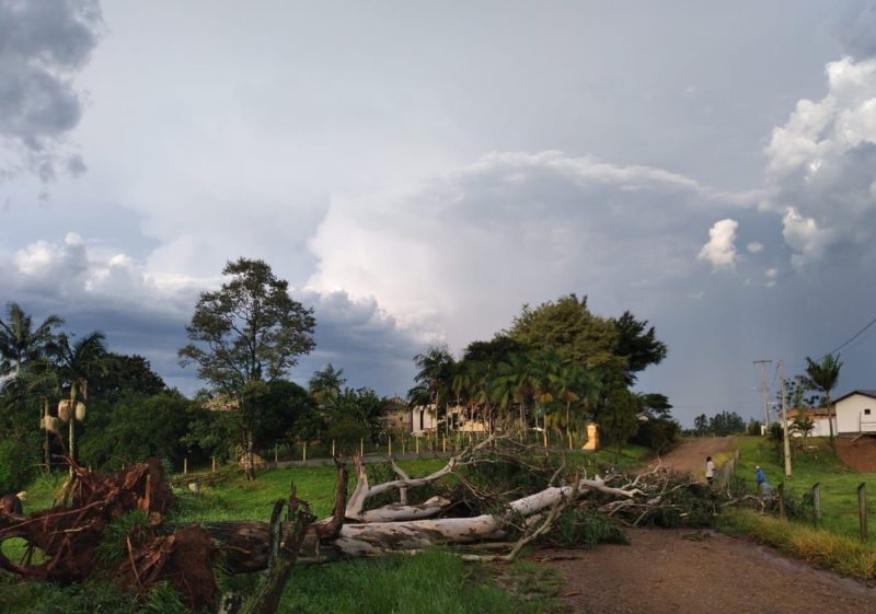 &Aacute;rvores ca&iacute;ram em Forquilhinha com a for&ccedil;a do vento – Foto: Divulga&ccedil;&atilde;o/ND