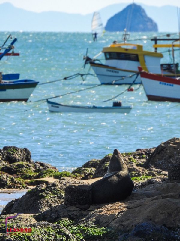 Após as análises, foram aplicados anti-inflamatórios, antibiótico de longa ação e colírio tópico – Foto: Divulgação/Leandro/Fotocolor