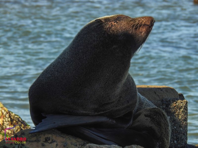 O animal, por fim, volto ao mar após o monitoramento feito pelo profissionais. Sua espécie é uma dentre os vários mamíferos marinhos do litoral nacional, e é vista frequentemente nas praias do Rio Grande do Sul, no Rio de Janeiro, na Península de Paracas, no Peru e em ilhas no Uruguai – Foto: Divulgação/Leandro/Fotocolor