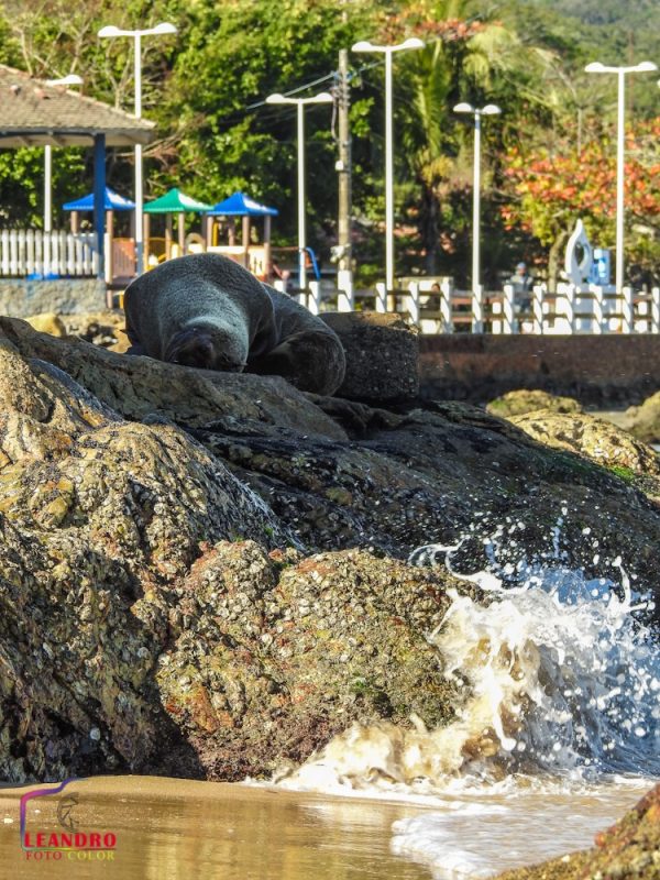 De acordo as médicas veterinárias Tiffany Emmerich e Mirela Mezadri, da Univali, o animal era um macho, adulto, com bom escore corporal da espécie lobo-marinho-do-sul. O animal apresentava ferimentos no nariz e nadadeiras, e estava normal em termos de temperatura e respiração – Foto: Divulgação/Leandro/Fotocolor