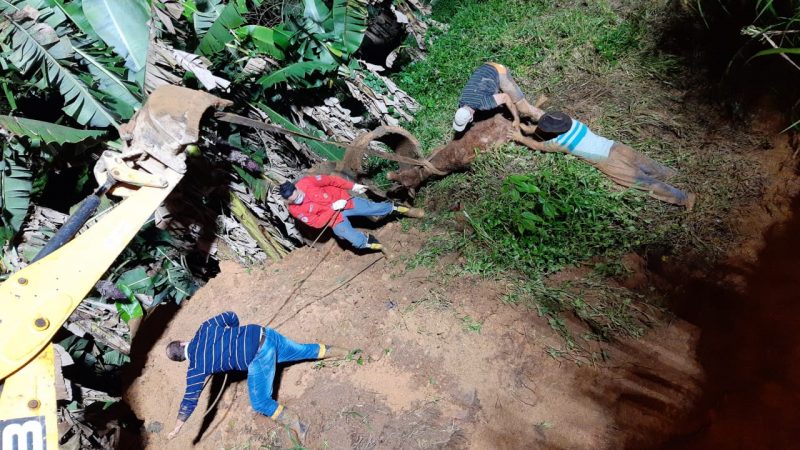 Bezerro precisou de ajuda depois de ficar preso em uma tubula&ccedil;&atilde;o fluvial na noite de segunda-feira (27) – Foto: Arquivo Pessoal/Divulga&ccedil;&atilde;o