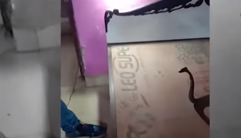 Cobra-rei é a maior cobra do mundo – Foto: Reprodução Youtube