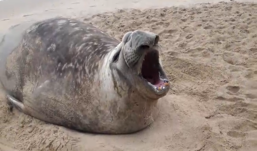 &Eacute; poss&iacute;vel que animal tenha parado apenas para descansar – Foto: Alexandre Campestrini/Divulga&ccedil;&atilde;o/ND