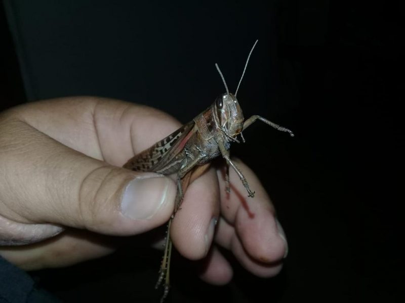 Nova nuvem de gafanhoto se forma ao Norte da Argentina – Foto: Reprodu&ccedil;&atilde;o/Twitter/ND
