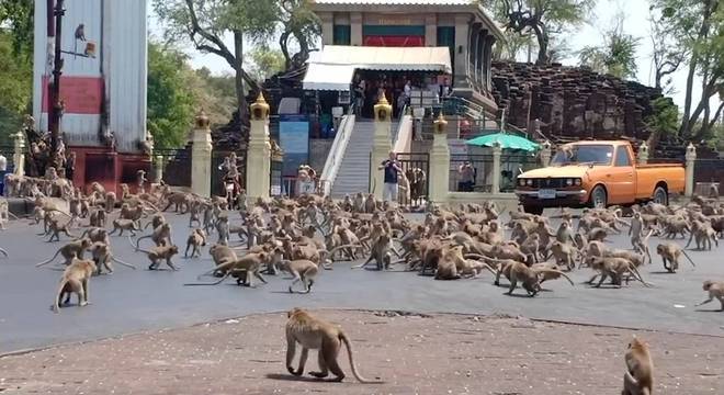 Os macacos agressivos fizeram com que muitos moradores deixassem suas casas. – Foto: Twitter/Reprodução