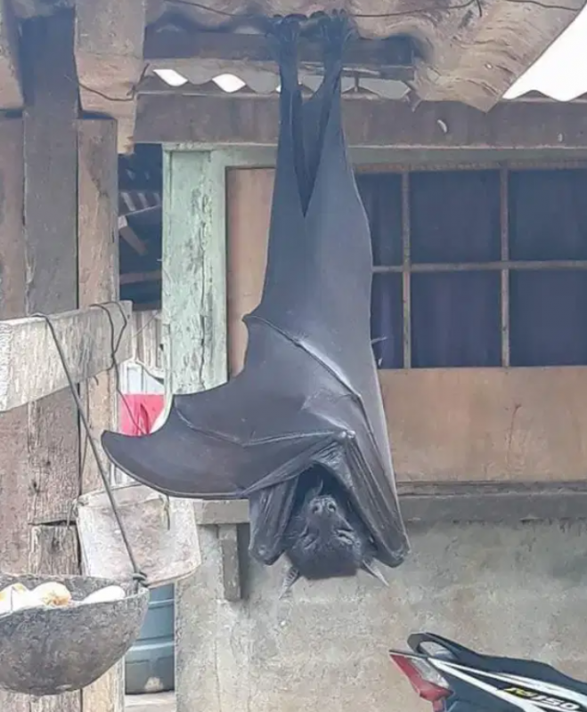 esp&eacute;cie de morcego do tamanho de um humano – Foto: The Sun/Divulga&ccedil;&atilde;o/Reprodu&ccedil;&atilde;o/ND