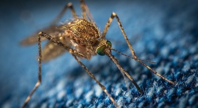Estudo americano indica que Covid-19 n&atilde;o &eacute; transmitida por mosquitos – Foto: Pixabay