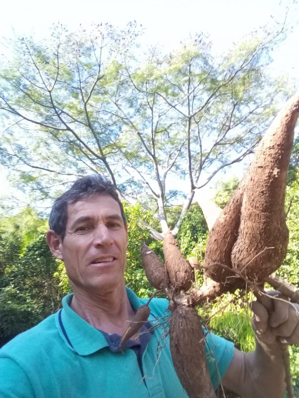 Nelson Constâncio na colheita da mandioca,em Ponta das Canas – Foto: Nelson Constâncio/Arquivo pessoal