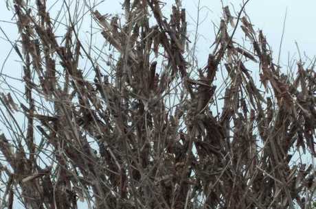 Nuvem de gafanhotos est&aacute; perto da cidade de Federaci&oacute;n, pr&oacute;xima &agrave; fronteira com o Uruguai – Foto: Divulga&ccedil;&atilde;o