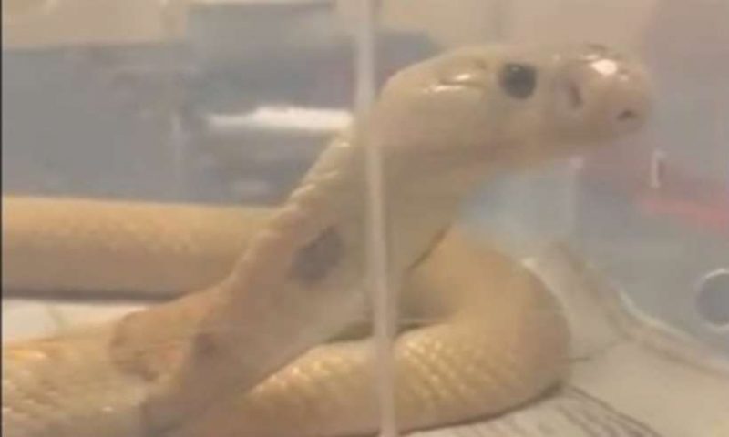 Homem cobra mais de R$ 360 mil de indenização após encontrar pé de rato em  sopa nos EUA