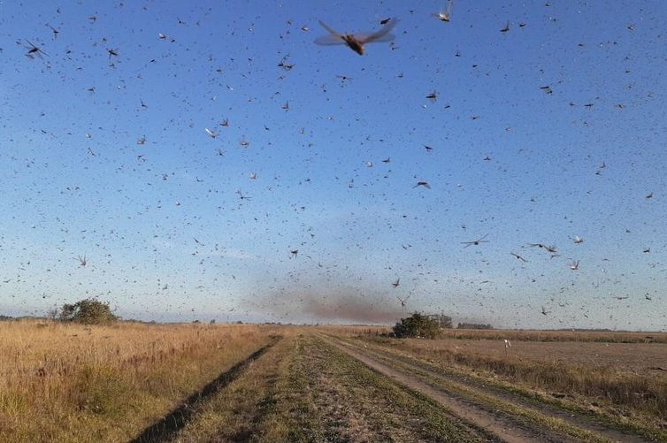 Nuvem de gafanhotos foi avistada na cidade argentina de Salta na sexta (31) – Foto: Governo de Córdoba/Divulgação
