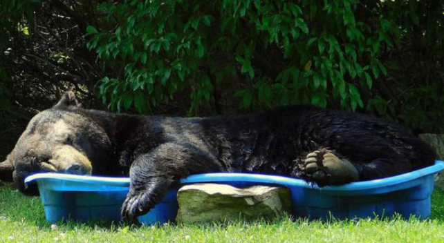 Urso na piscina: refresco no dia de calor – Foto: Reprodu&ccedil;&atilde;o CNN