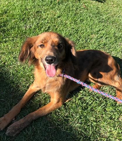 Projeto de Lei sobre levar o tema direito dos animais às escolas de Santa Catarina é aprovado na Alesc – Foto:Cepread/Divulgação/ND
