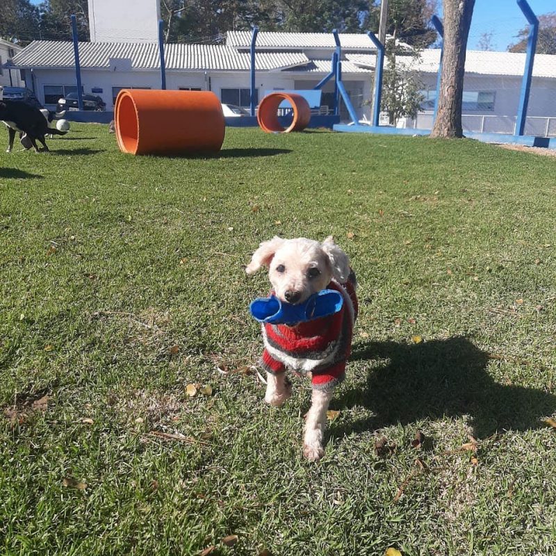 Todas as imagens utilizadas nesta matéria são da Dibea (Diretoria do Bem-Estar Animal) e do Adote Um Patudo Floripa. As instituições de Florianópolis recolhem animais de rua e dão abrigo até que eles consigam um novo lar. A maior parte dos animais das fotos, entre muitos outros, estão disponíveis para adoção – Foto: Reprodução/Dibea