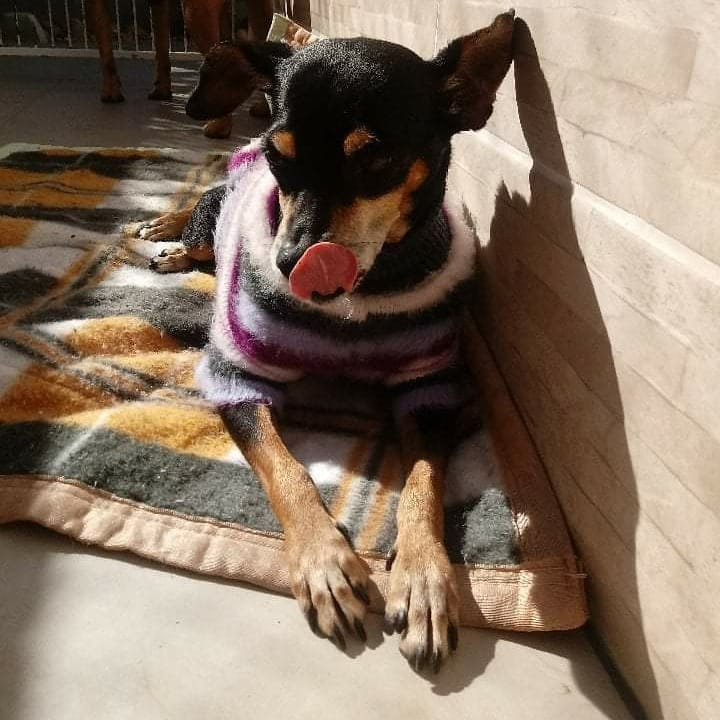 Roupas podem ser úteis para manter a temperatura do animal. Alguns gostam e aceitam com facilidade o uso das roupas, porém, outros não gostam tanto, explica o médico veterinário. O ideal é que os animais sejam habituados a vestir roupas desde filhotes. Os cães costumam aceitar melhor do que gatos, afirma Ricardo Fontão: “geralmente roupa para gatos é estressante, a não ser que o animal esteja realmente adaptado”. O tecido ideal é aquele de microfibras, que é muito recomendado pois não mancha quando é lavado em água sanitária, e costuma esquentar os animais com boa aceitação, além do pouco poder de alergia que alguns tecidos de algodão podem provocar – Foto: Reprodução/AdoteUmPatudoFloripa