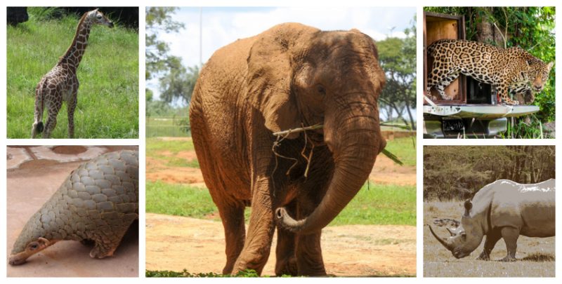 Esp&eacute;cies j&aacute; amea&ccedil;adas de extin&ccedil;&atilde;o enfrentam novas amea&ccedil;as durante pandemia, segundo reportagem do jornal brit&acirc;nico The Independent – Foto: Montagem/ND