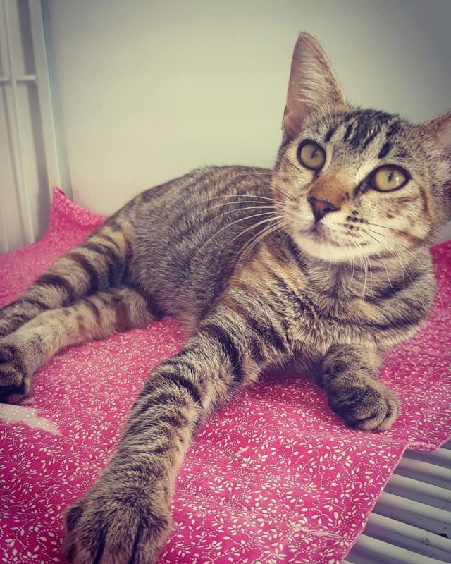 Ricardo ressalta que os cuidados de regulação da temperatura no caso de cães e gatos são tão importantes quanto para os humanos. Mas uma grande diferença da termorregulação dos animais em relação aos humanos é que eles não suam. Assim, cães e gatos perdem temperatura principalmente através da respiração, e também pelas patas, por isso é importante o cuidado no verão com pisos quentes e no inverno, com os pisos gelados – Foto: Reprodução/Dibea