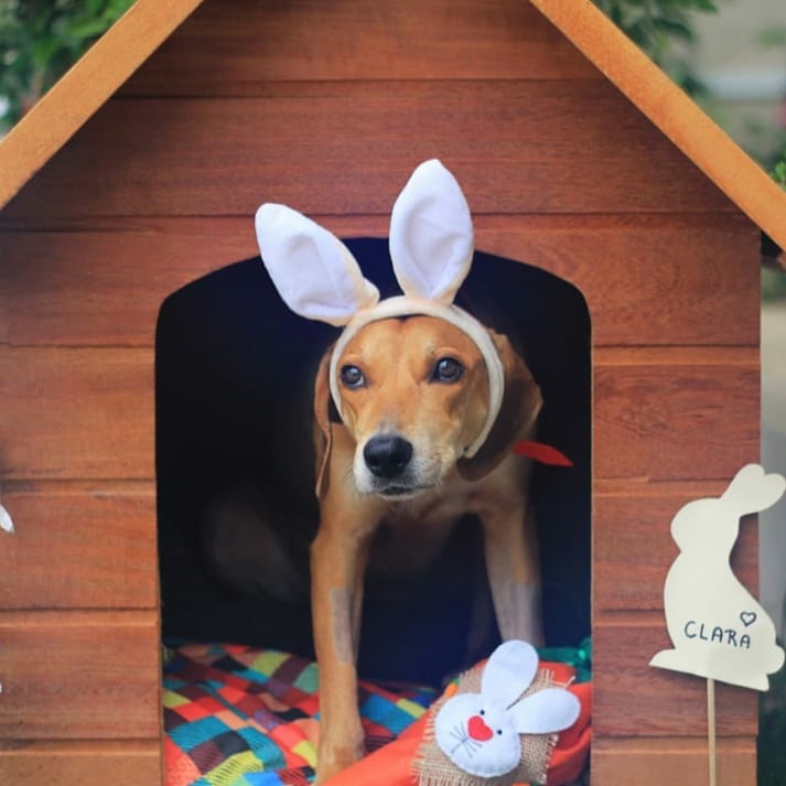 Então, a recomendação aos tutores é que, se possível, mantenham os animais dentro de casa em ambientes aquecidos. Já para aqueles que tenham de permanecer nos quintais, deve-se tomar muito cuidado com o vento, se possível fornecer proteção no piso, para que não fique muito gelado. Tablados de madeira, cobertores, camas e colchões são opções indicadas para amenizar o frio para os animais no exterior da casa – Foto: Reprodução/AdoteUmPatudoFloripa