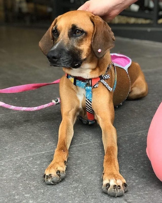 Em relação aos cuidados com passeio, sugere-se nesta época passear com o cão durante o dia, em dias de sol, de preferência das 10 h às 16 h, que tende a ter as temperaturas mais altas do dia. Fora destes horários, o piso frio pode influenciar numa queda brusca na temperatura corporal do animal. Ricardo Fontão ressalta ainda que o exercício físico é uma das formas de aumentar o calor do corpo dos cães, então segue sendo muito recomendado mesmo no frio, desde que em horários confortáveis – Foto: Reprodução/AdoteUmPatudoFloripa