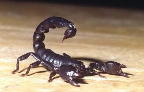 Escorpi&atilde;o preto tamb&eacute;m causa ferimento em humanos – Foto: Divulga&ccedil;&atilde;o/CIATox/UFSC