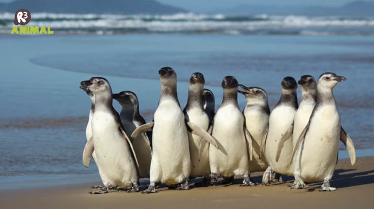 Animais foram soltos na manh&atilde; desta segunda-feira – Foto: R3 Animal/Reprodu&ccedil;&atilde;o