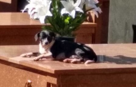 “Neguinho” cuida do t&uacute;mulo do dono todos os dias – Foto: Sylviane Lima/Divulga&ccedil;&atilde;o