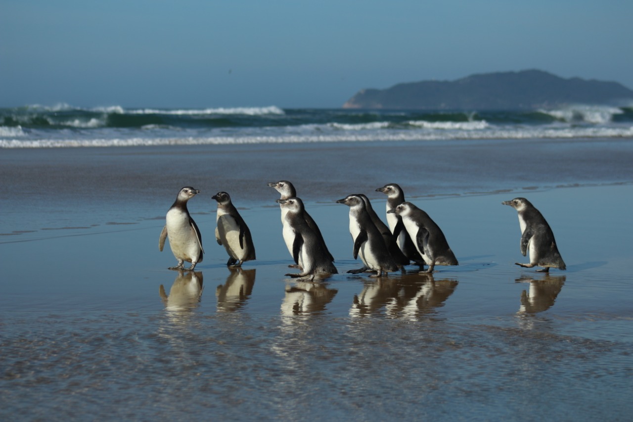 Pinguins e tartarugas são devolvidos à natureza após reabilitação em Rio  Grande; vídeo, Rio Grande do Sul