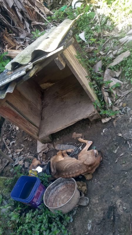 O animal foi encaminhado ao veterinário, mas não resistiu. – Foto: Guarda Municipal Itajaí