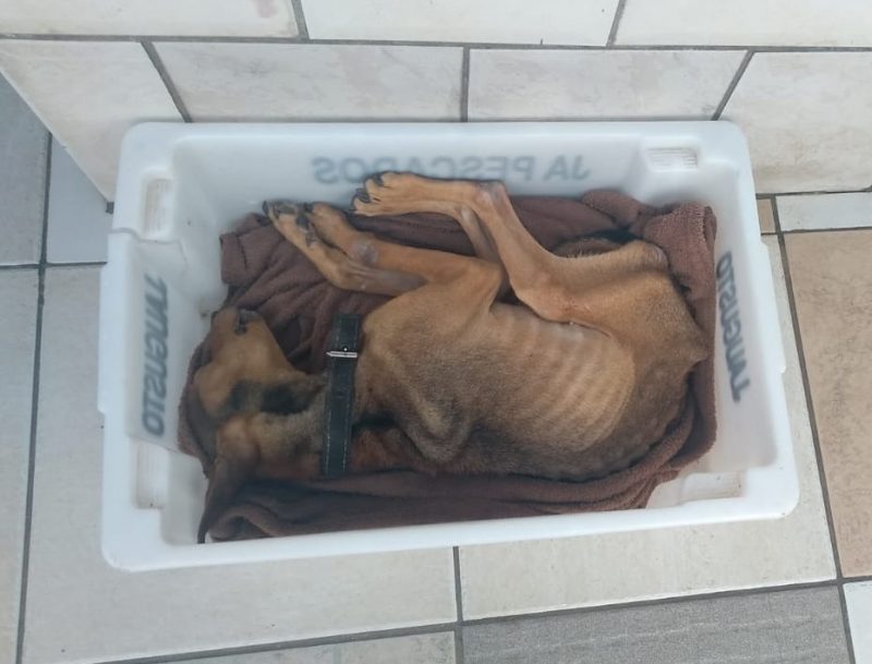 Cão morre por maus-tratos em Itajaí. &#8211; Foto: Guarda Municipal de Itajaí