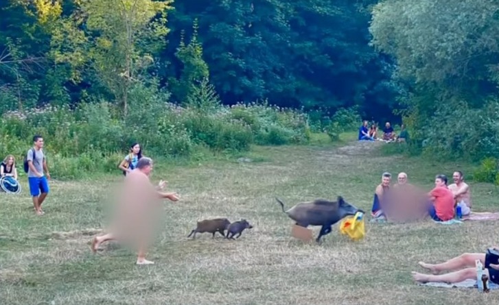 A cena inusitada parou o parque naturista à beira do Lago Teufelssee em Berlim, na Alemanha. Um javali roubou uma sacola onde estava um notebook e foi perseguido pelo dono do equipamento, um homem que tomava sol totalmente nu no local. – Foto: Reprodução/Facebook