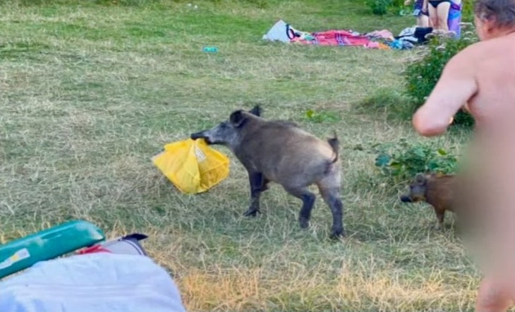Segundo a atriz, o javali, uma fêmea, estava acompanhada de dois filhotes e procurava comida em meio ao lixo deixado pelos frequentadores nos cestos espalhados pelo parque. Após muito esforço, o homem conseguiu recuperar sua mochila e foi aplaudido pelos outros frequentadores. O javali também passa bem. – Foto: Reprodução/Facebook