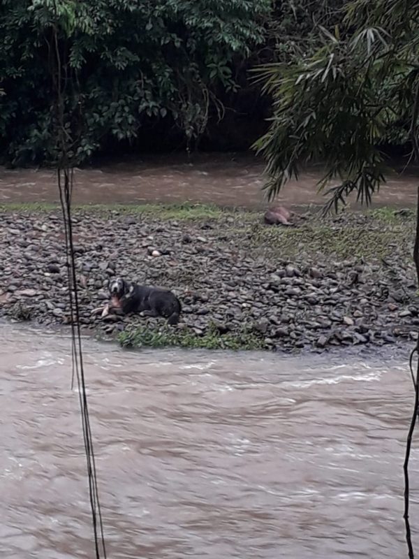 Cachorro foi resgatado na manh&atilde; deste domingo, no rio Itapocu – Foto: Internet/Divulga&ccedil;&atilde;o