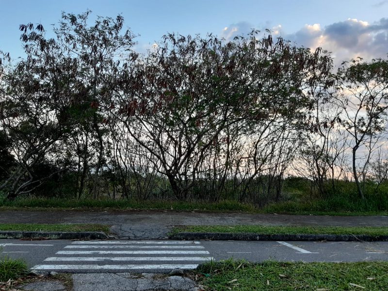 Leucenas plantadas na Via Expressa Sul – Foto: Carolina Custódio Amorim/Divulgação/ND