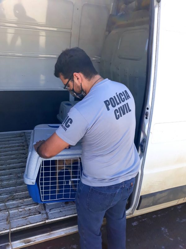 Investiga&ccedil;&otilde;es iniciaram ap&oacute;s v&iacute;deo circular nas redes sociais – Foto: Pol&iacute;cia Civil/Divulga&ccedil;&atilde;o