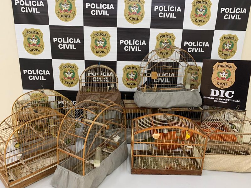 Aves foram apreendidas na manh&atilde; desta sexta-feira (28) e encaminhadas ao IMA – Foto: Pol&iacute;cia Civil/Divulga&ccedil;&atilde;o
