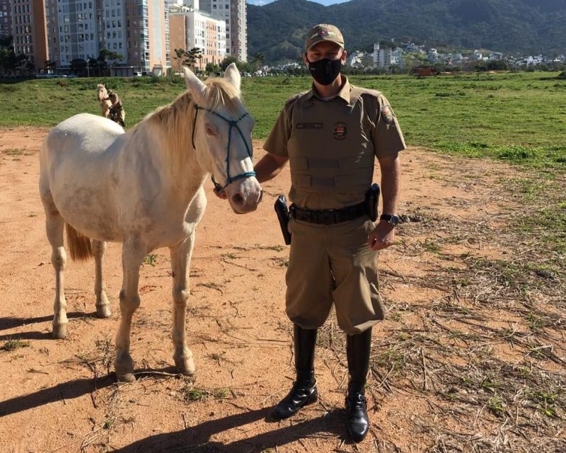 Cavalo é agredido por carroceiro e abandonado amarrado em praça