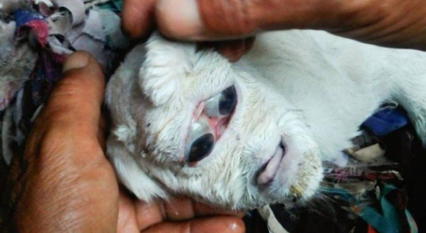 Cordeiros nascem com tromba e dois olhos na mesma cavidade – Foto: Daily Star