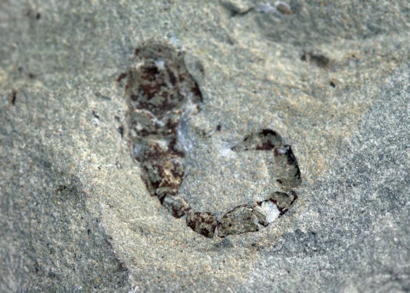 F&oacute;ssil foi encontrado ainda em 2005 e estudado apenas dez anos depois – Foto: Ariel Milani Martine/Divulga&ccedil;&atilde;o