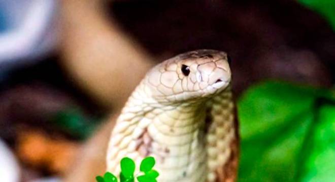 Esquema foi descoberto ap&oacute;s estudante ser picado por naja – Foto: Record Tv/Reprodu&ccedil;&atilde;o/ND