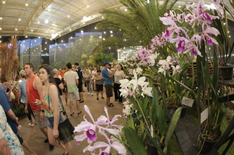 P&uacute;blico poder&aacute; comprar orqu&iacute;dea, flor ou planta ornamental em um dos 55 estandes do Mercado de Plantas – Foto: Festa das Flores/Divulga&ccedil;&atilde;o