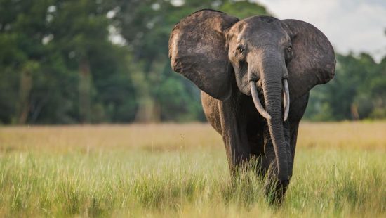 Réu primata! Macaco amolador de facas nos lembra de que símios são