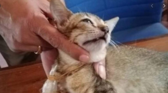 Gato traficante conseguiu escapar da cadeia – Foto: Reprodução Youtube