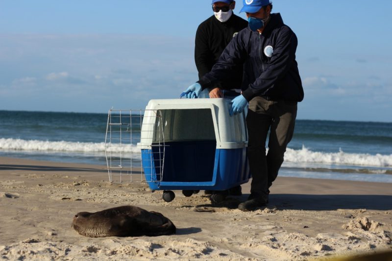 A transloca&ccedil;&atilde;o do animal pode ocasionar estresse, mas deve ser feita sempre por profissionais capacitados – Foto: Divulga&ccedil;&atilde;o/Amanda Fernandes/R3 Animal/ND