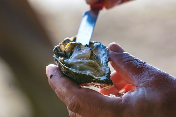 Retirada e comercializa&ccedil;&atilde;o de moluscos est&atilde;o liberadas em Porto Belo e Penha; mas segue a interdi&ccedil;&atilde;o em Barra e Laranjeiras, em Balne&aacute;rio Cambori&uacute; – Foto: Ricardo Wolffenb&uuml;ttel/ Secom