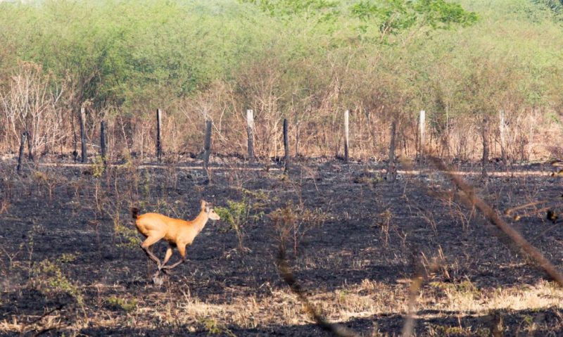 A indústria da multa é a que mais cresce no Brasil