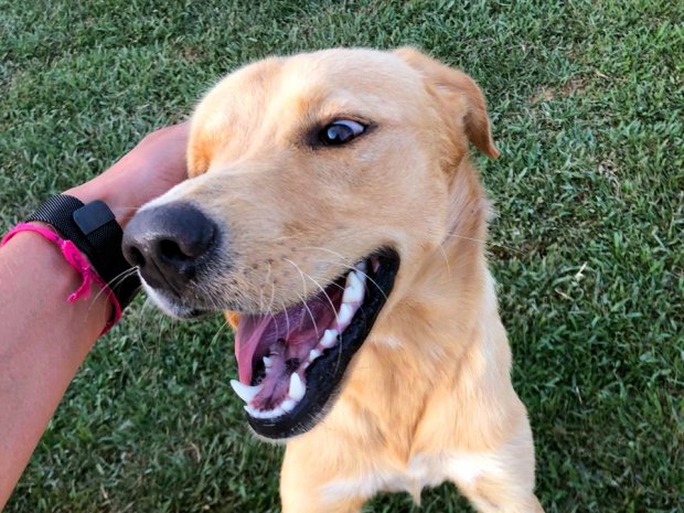 Animais dom&eacute;sticos poder&atilde;o visitar pacientes internados em hospitais catarinenses – Foto: Divulga&ccedil;&atilde;o/Arquivo /Secom