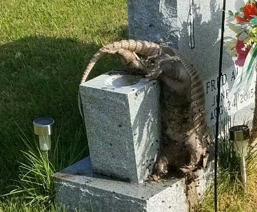 Túmulo foi danificado com animais mortos – Foto: Polícia do Arkansas