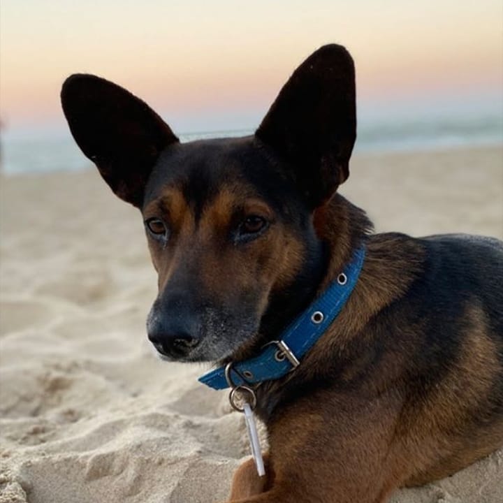 Orelha era o cachorro comunit&aacute;rio da Praia Brava. – Foto: Instagram/Alicrésia Darago