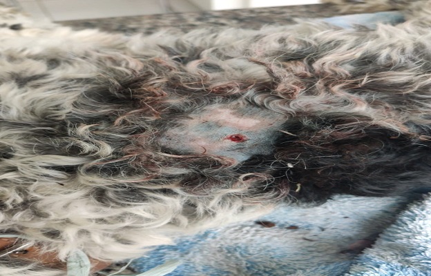 Animal foi atingido por um chumbinho de espingarda de press&atilde;o – Foto: Ca&ccedil;ador Online